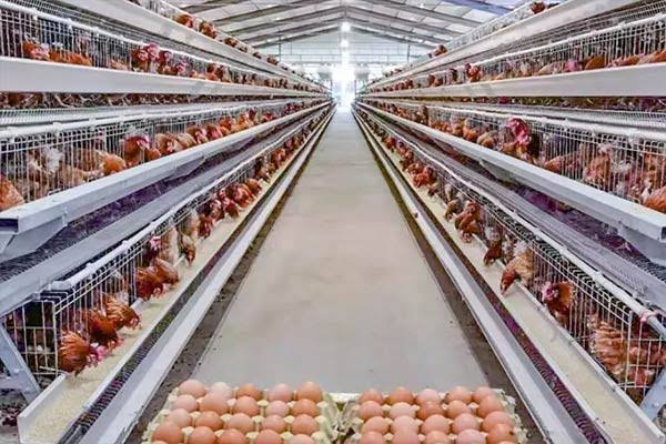 Goldnest Egg Producers