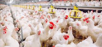 Summit Poultry